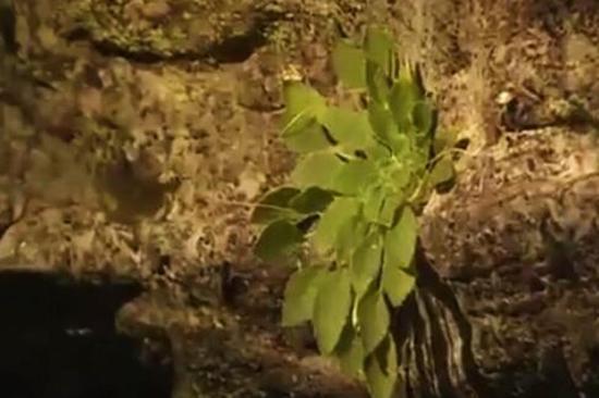 全球首次發現！這種植物重慶獨有，數量稀少