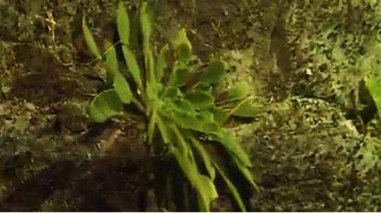 全球首次發現！這種植物重慶獨有，數量稀少