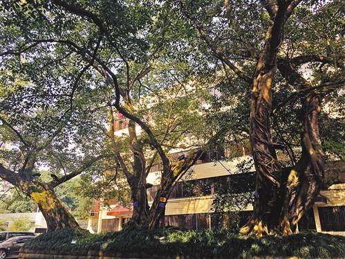 榮昌城市中心地段改造 為古樹保護(hù)讓路