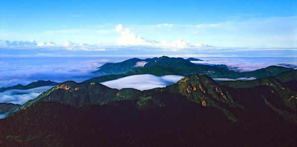 南岳古樹名木首次接受認養