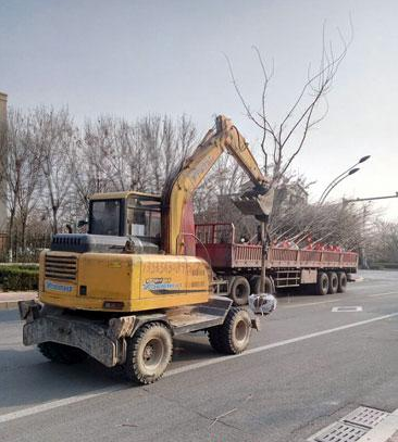 濱州引進新樹種流蘇打造特色街道園林景觀