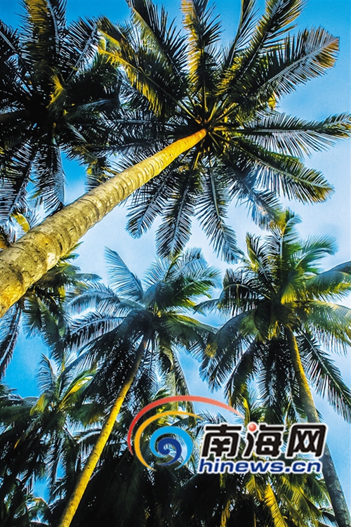 解密神奇的海南海漂植物