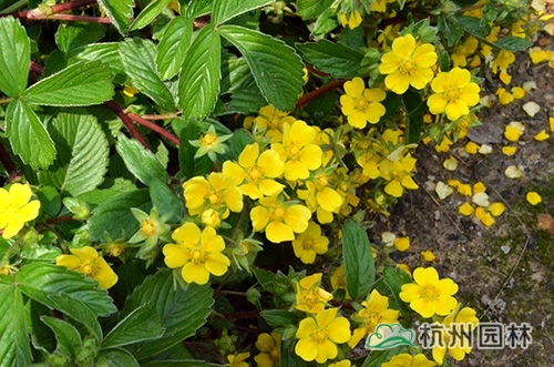 邂逅花境植物的春暖花開