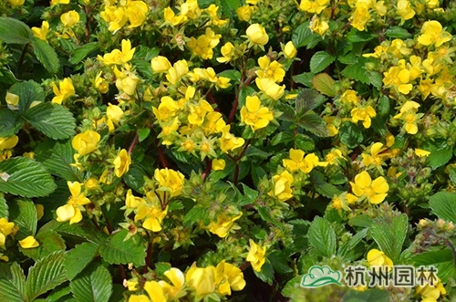 邂逅花境植物的春暖花開