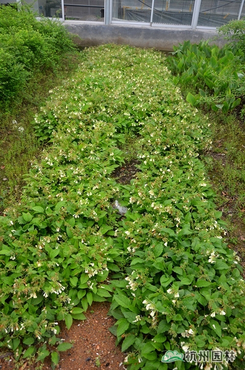 邂逅花境植物的春暖花開