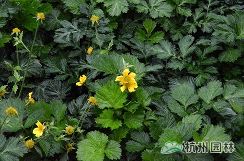 邂逅花境植物的春暖花開