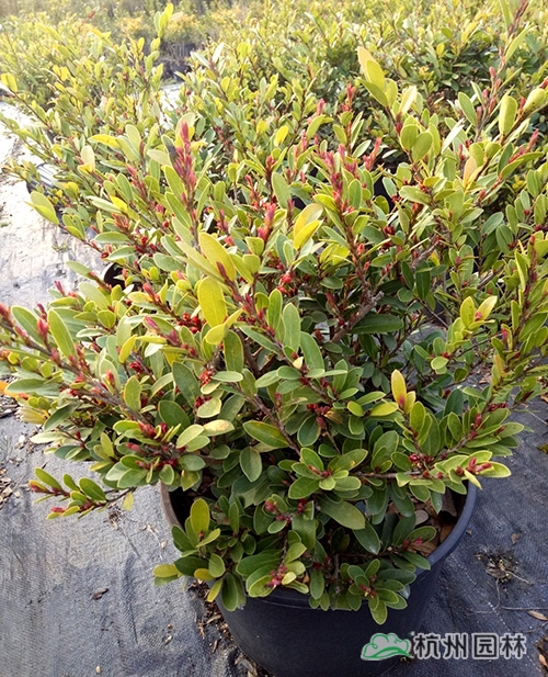 邂逅花境植物的春暖花開