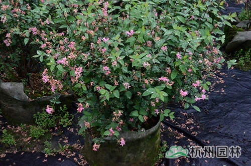 邂逅花境植物的春暖花開