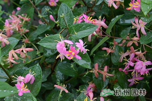 邂逅花境植物的春暖花開