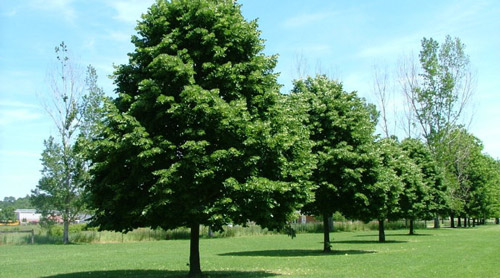 在樹形上堪稱王者的樹種——金桐力