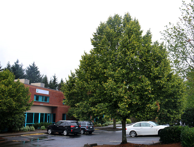 在樹形上堪稱王者的樹種——金桐力