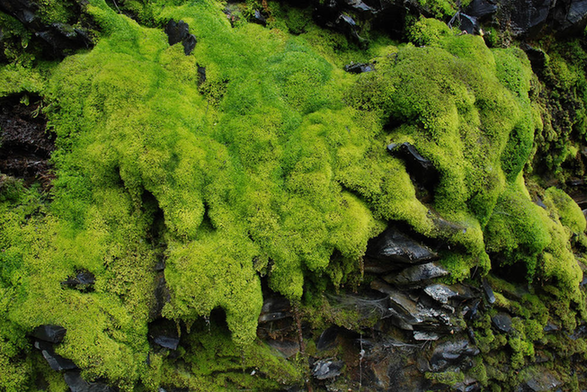 苔蘚植物：植物中的“小矮人”