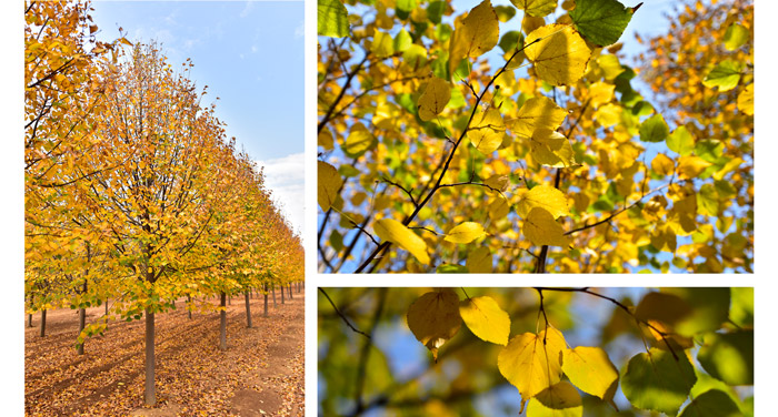 金秋又一主力樹種,媲美銀杏