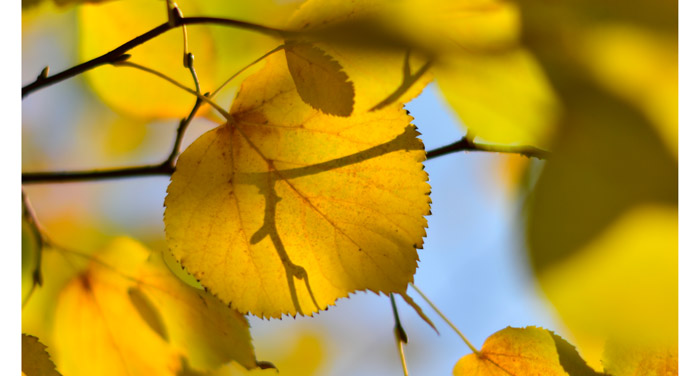 金秋又一主力樹種,媲美銀杏