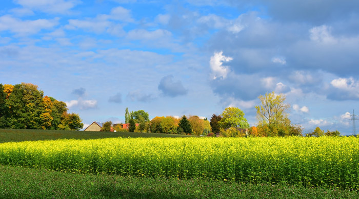 金秋又一主力樹種,媲美銀杏