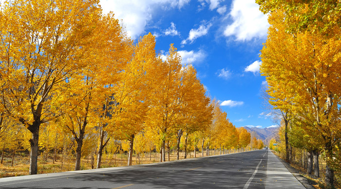 金秋又一主力樹種,媲美銀杏