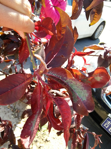 開啟園林植保高工效時代——城市園林植保用藥的革新