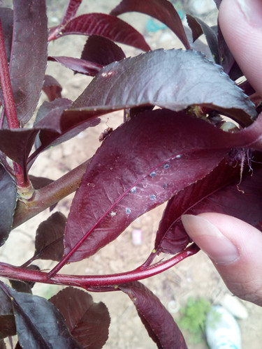 開啟園林植保高工效時代——城市園林植保用藥的革新