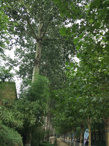 開啟園林植保高工效時代——城市園林植保用藥的革新