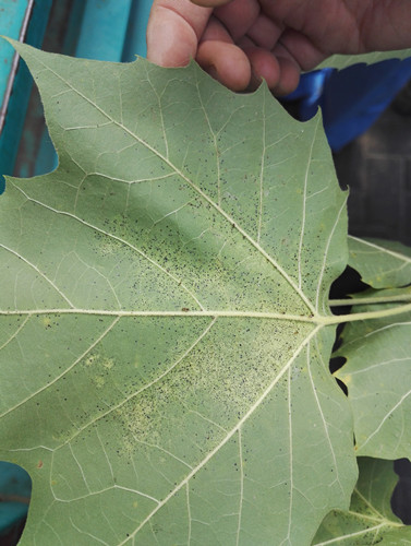 開啟園林植保高工效時代——城市園林植保用藥的革新