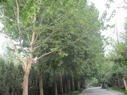 開啟園林植保高工效時代——城市園林植保用藥的革新