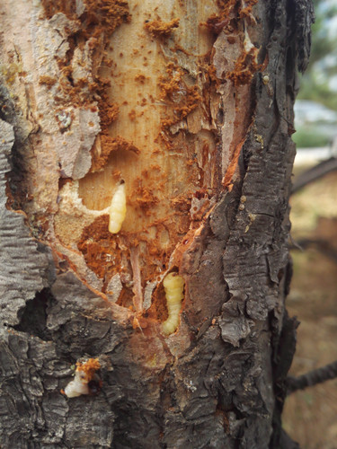 開啟園林植保高工效時代——城市園林植保用藥的革新