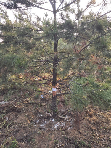 開啟園林植保高工效時代——城市園林植保用藥的革新