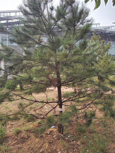 開啟園林植保高工效時代——城市園林植保用藥的革新