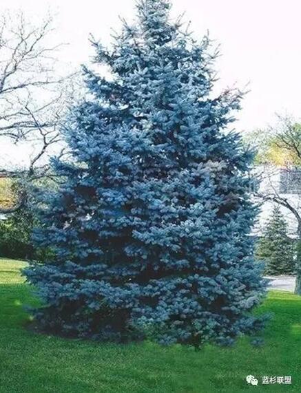 藍衫:百搭的園林觀賞樹種