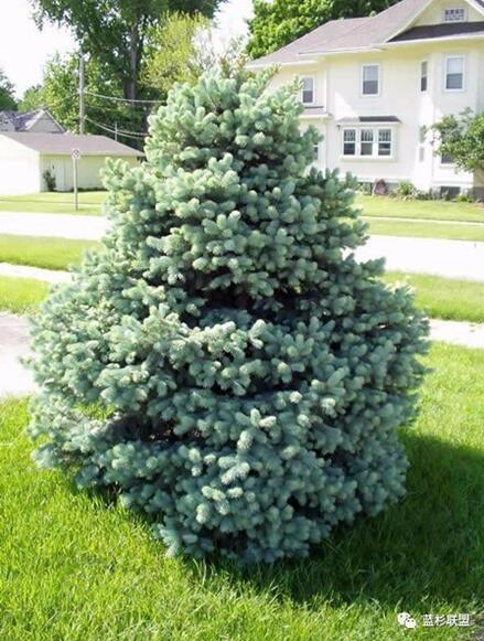 藍衫:百搭的園林觀賞樹種