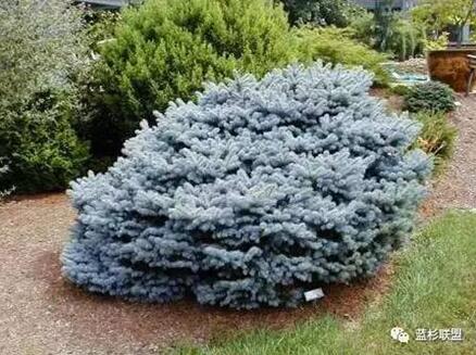 藍衫：百搭的園林觀賞樹種