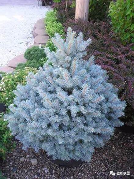 藍衫：百搭的園林觀賞樹種