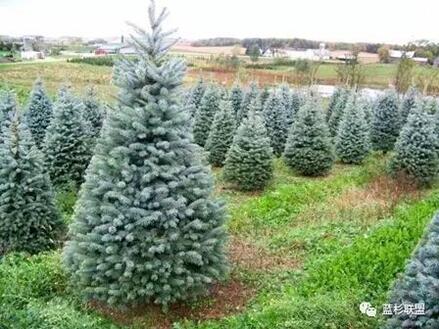 藍衫：百搭的園林觀賞樹種