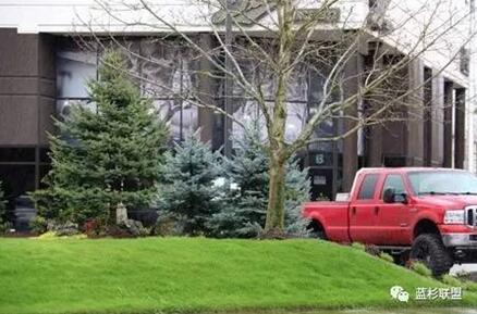 藍衫：百搭的園林觀賞樹種