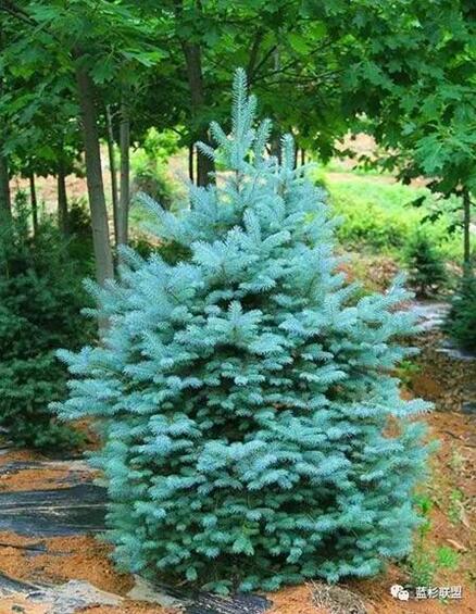 藍衫：百搭的園林觀賞樹種