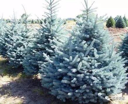 藍衫：百搭的園林觀賞樹種