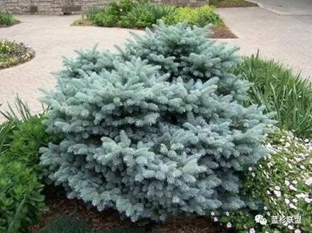 藍衫：百搭的園林觀賞樹種