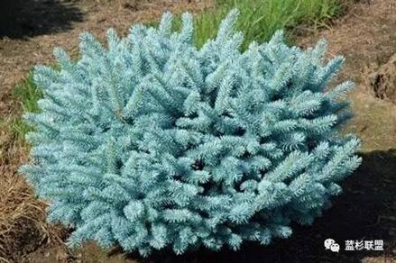 藍衫：百搭的園林觀賞樹種