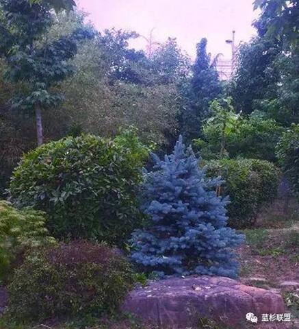 藍衫：百搭的園林觀賞樹種