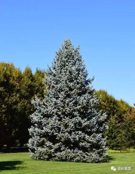 藍衫：百搭的園林觀賞樹種