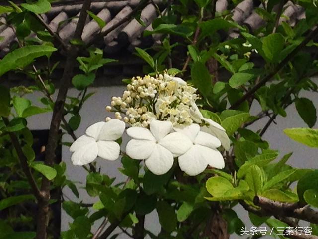 陜西第二大城市寶雞市的盆景園