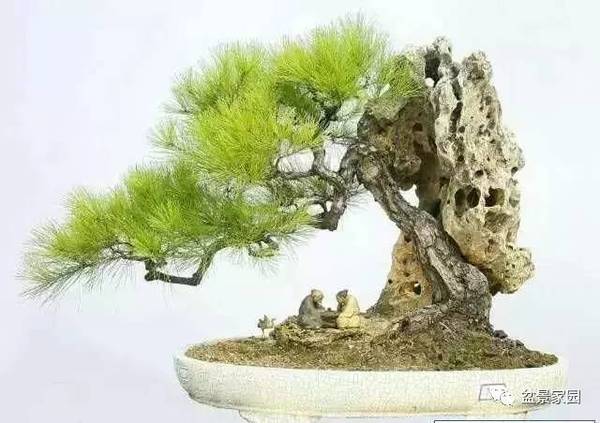 你應該知道的苗木盆景行業術語