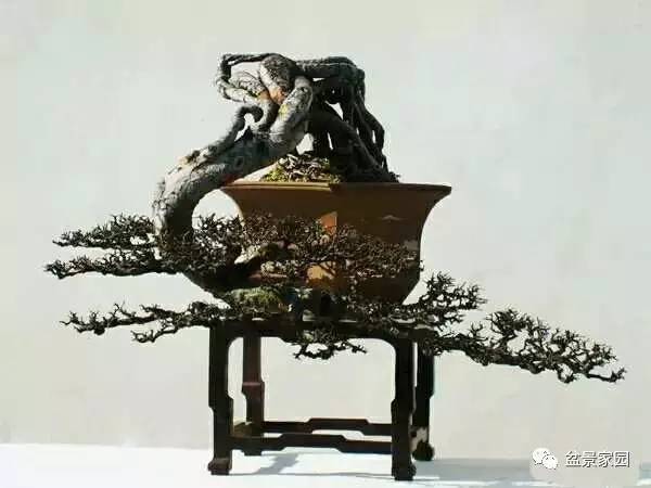 你應該知道的苗木盆景行業術語