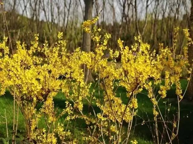 認識植物：這些常見的園林植物你認識嗎？