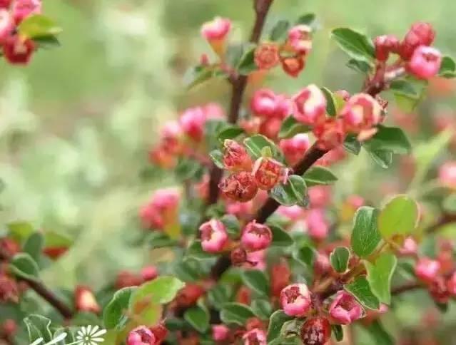 認識植物：這些常見的園林植物你認識嗎？