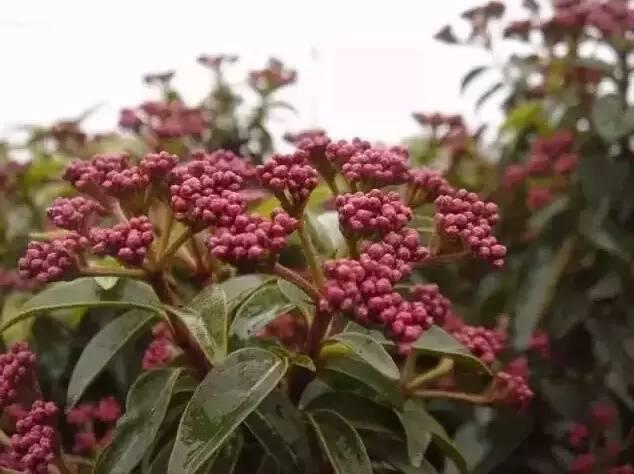 認識植物：這些常見的園林植物你認識嗎？