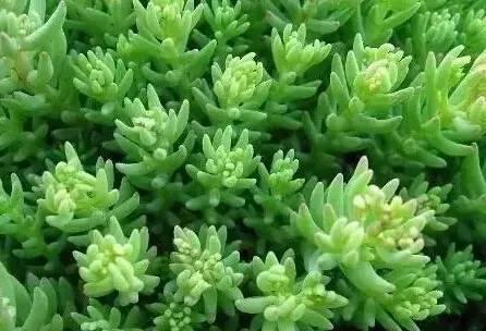 認識植物:這些常見的園林植物你認識嗎?