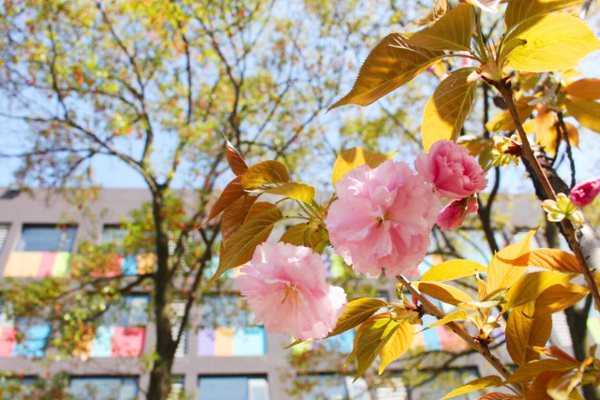 古老的草木拓印，留住植物最美的一刻