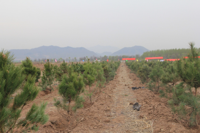 森源達積極參與中央國家機關單位義務植樹活動