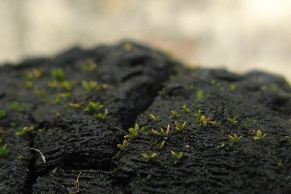 青苔造景入門小知識